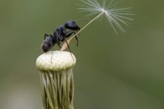 High-Performance-Team-Ant